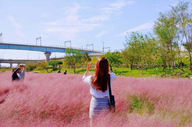 5 Hari Autumn Korea Jeju Island + Pink Muhly Festival